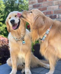 Golden Retriever parent dogs Tunar and Mary